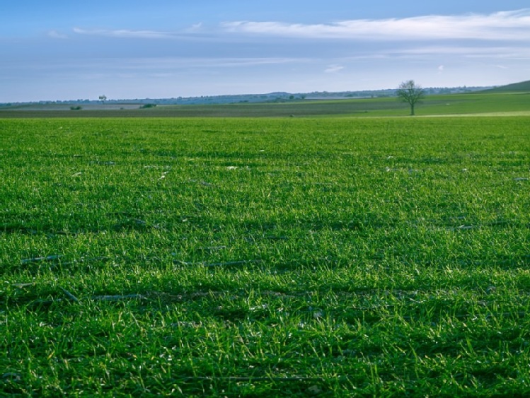 Grodzenie łąk drutem kolczastym